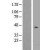 Western Blot: P2Y2 Lysate [NBL1-14045] - Western Blot experiments. 
Left-Control; Right -Over-expression Lysate for P2RY2